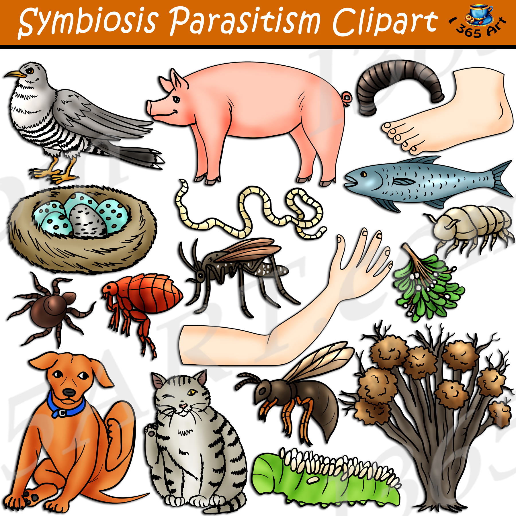 Symbiosis Parasitism Clipart