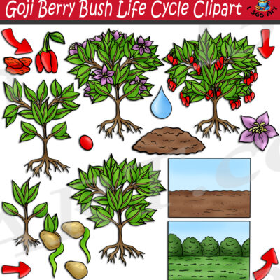 Goji Berry Bush Life Cycle Clipart