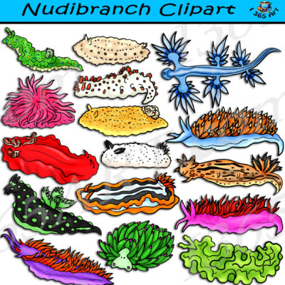 Nudibranch Sea Slug Clipart