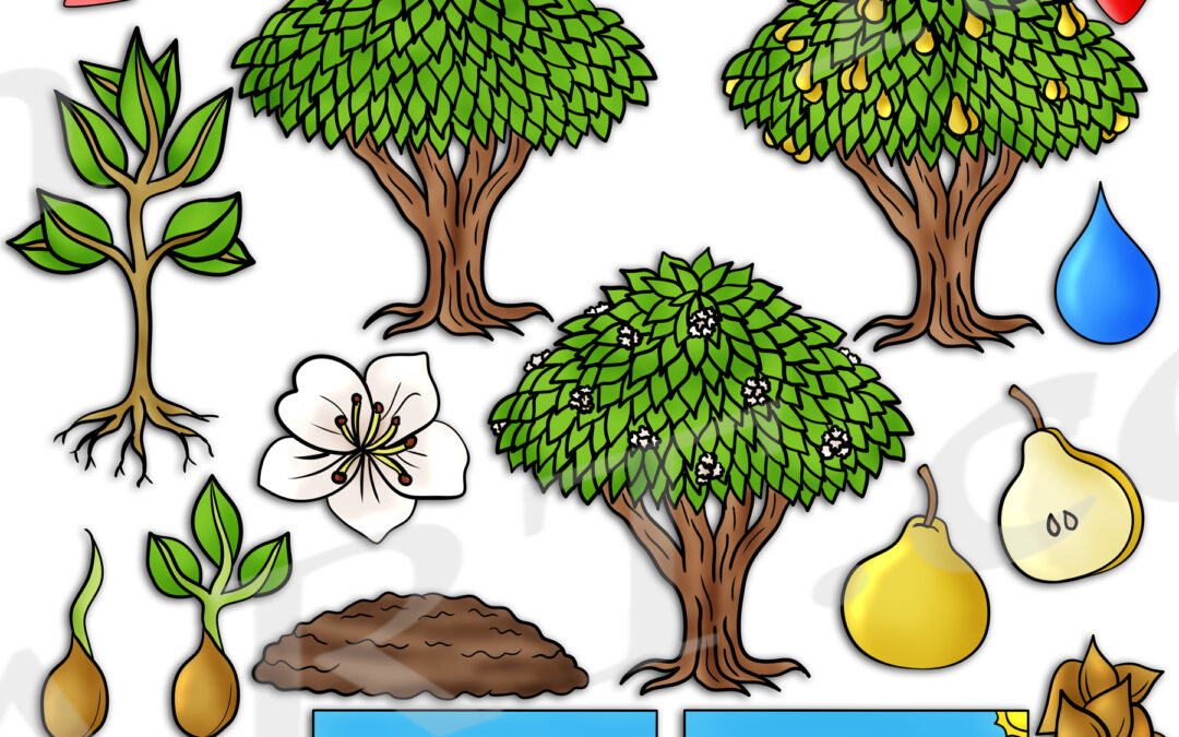 Pear Tree Life Cycle Clipart Set Download