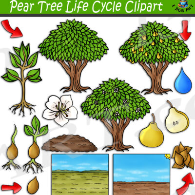 Pear Tree Life Cycle Clipart