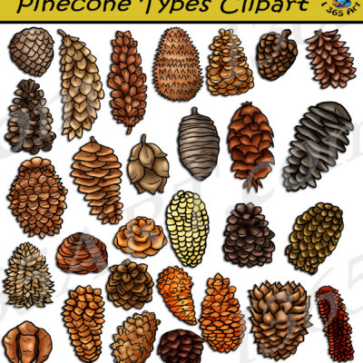 Pinecone Types Clipart