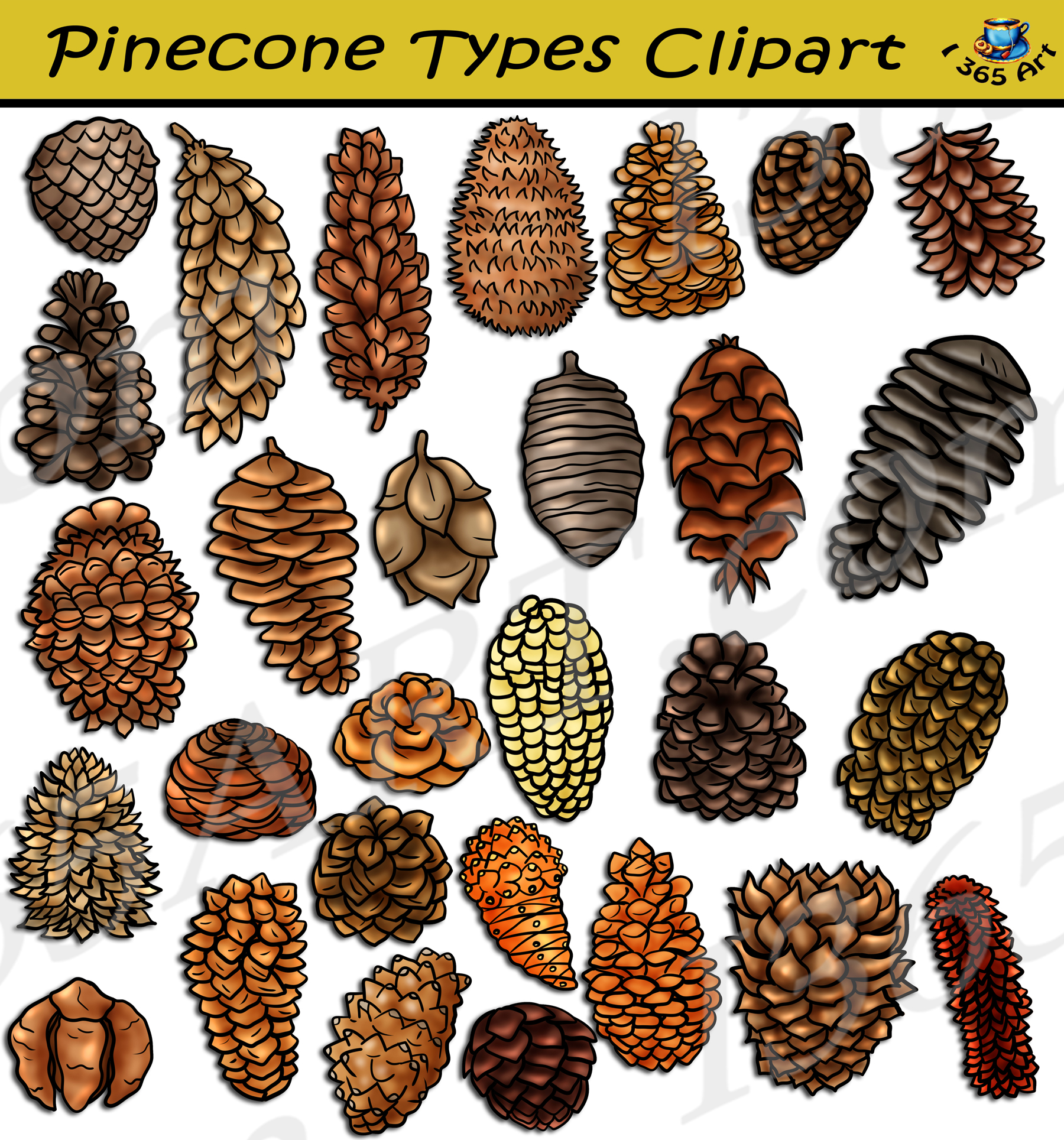 Pinecone Types Clipart