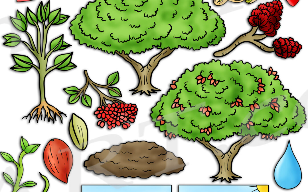 Pistachio Life Cycle Clipart Set Download