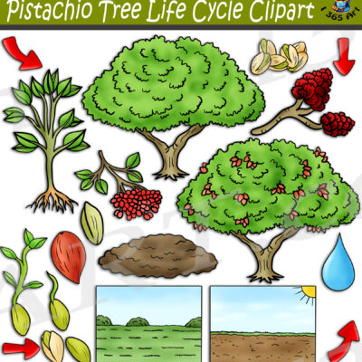 Pistachio Life Cycle Clipart