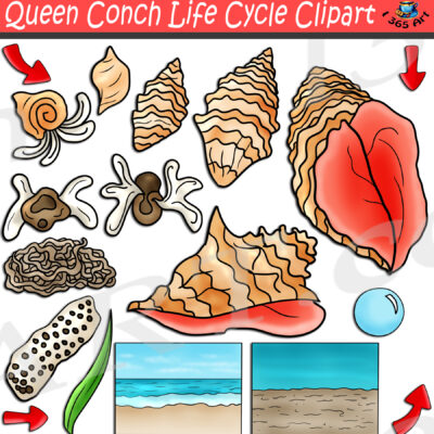Queen Conch Life Cycle Clipart