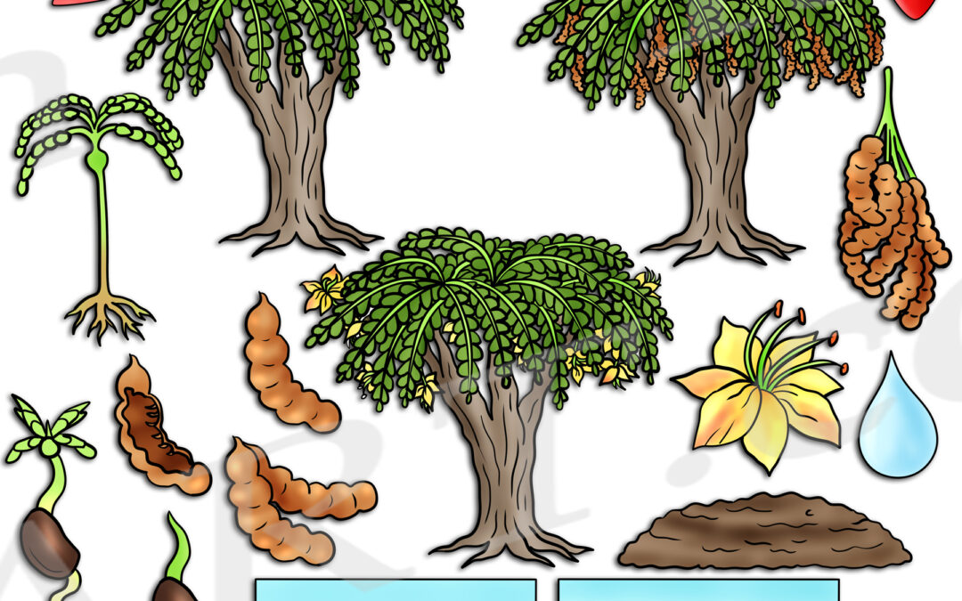 Tamarind Tree Life Cycle Clipart Set Download
