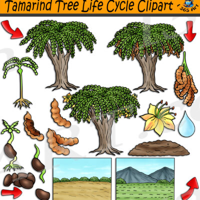 Tamarind Tree Life Cycle Clipart