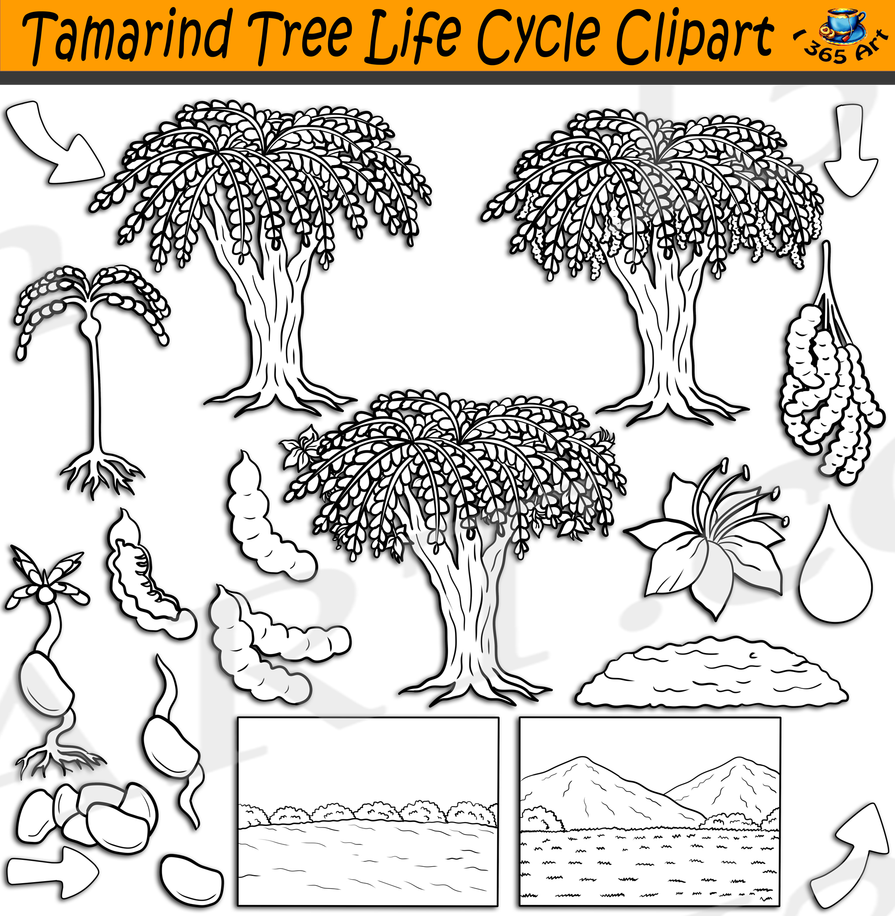Tamarind Tree Life Cycle Clipart Set Download - Image 2
