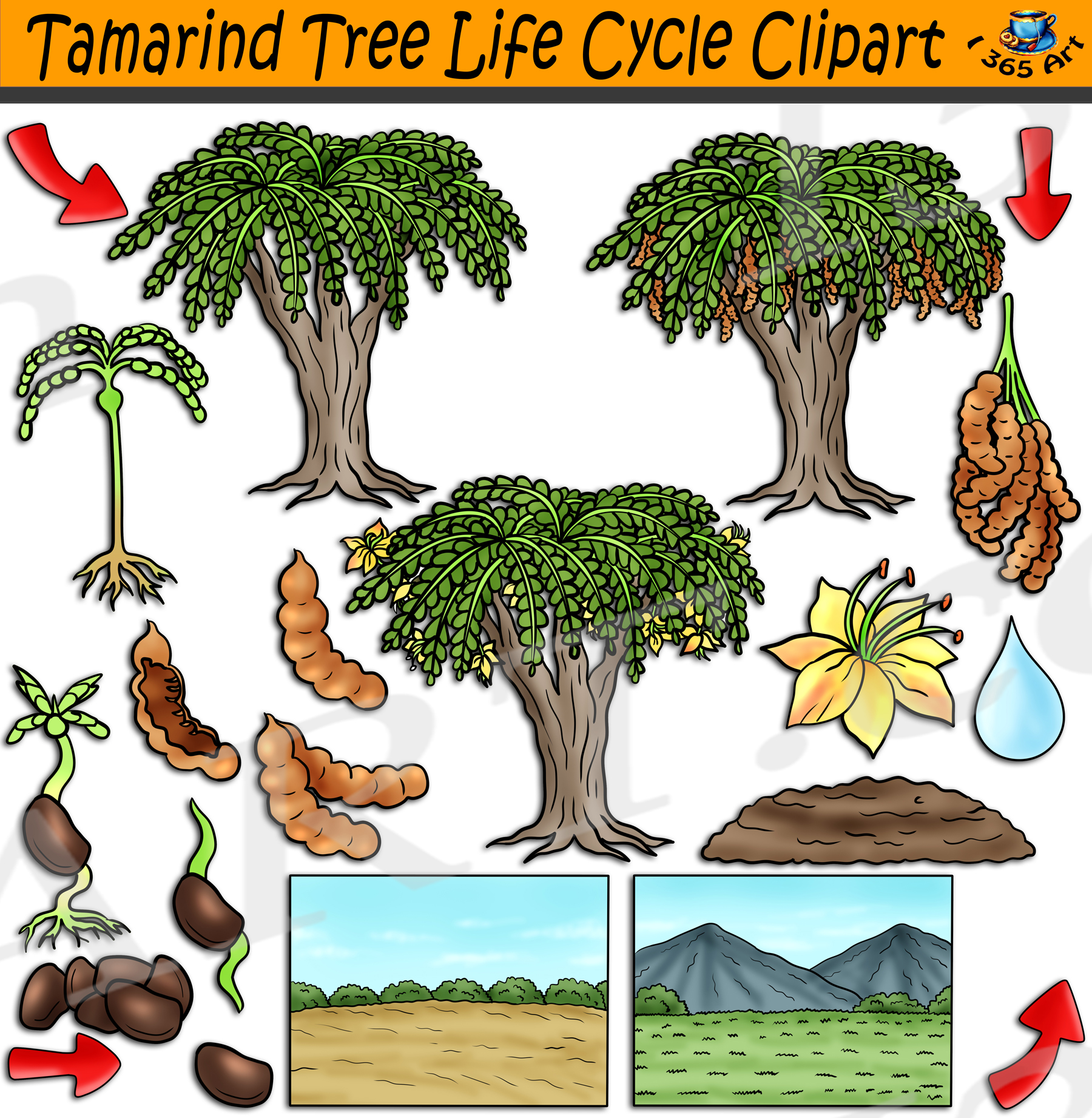 Tamarind Tree Life Cycle Clipart