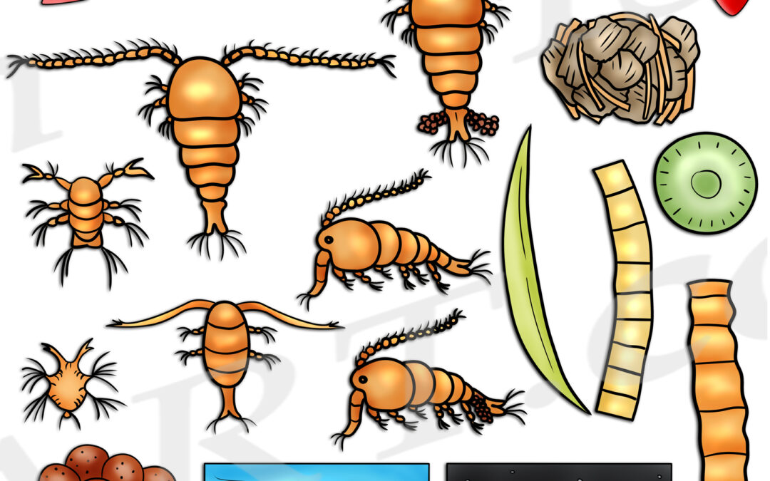 Copepod Zooplankton Life Cycle Clipart Set Download