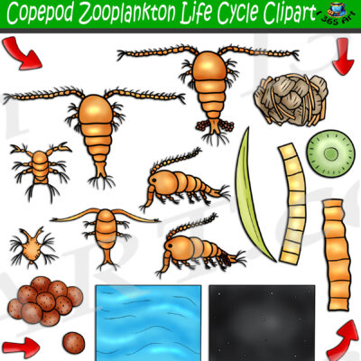 Copepod Zooplankton Life Cycle Clipart