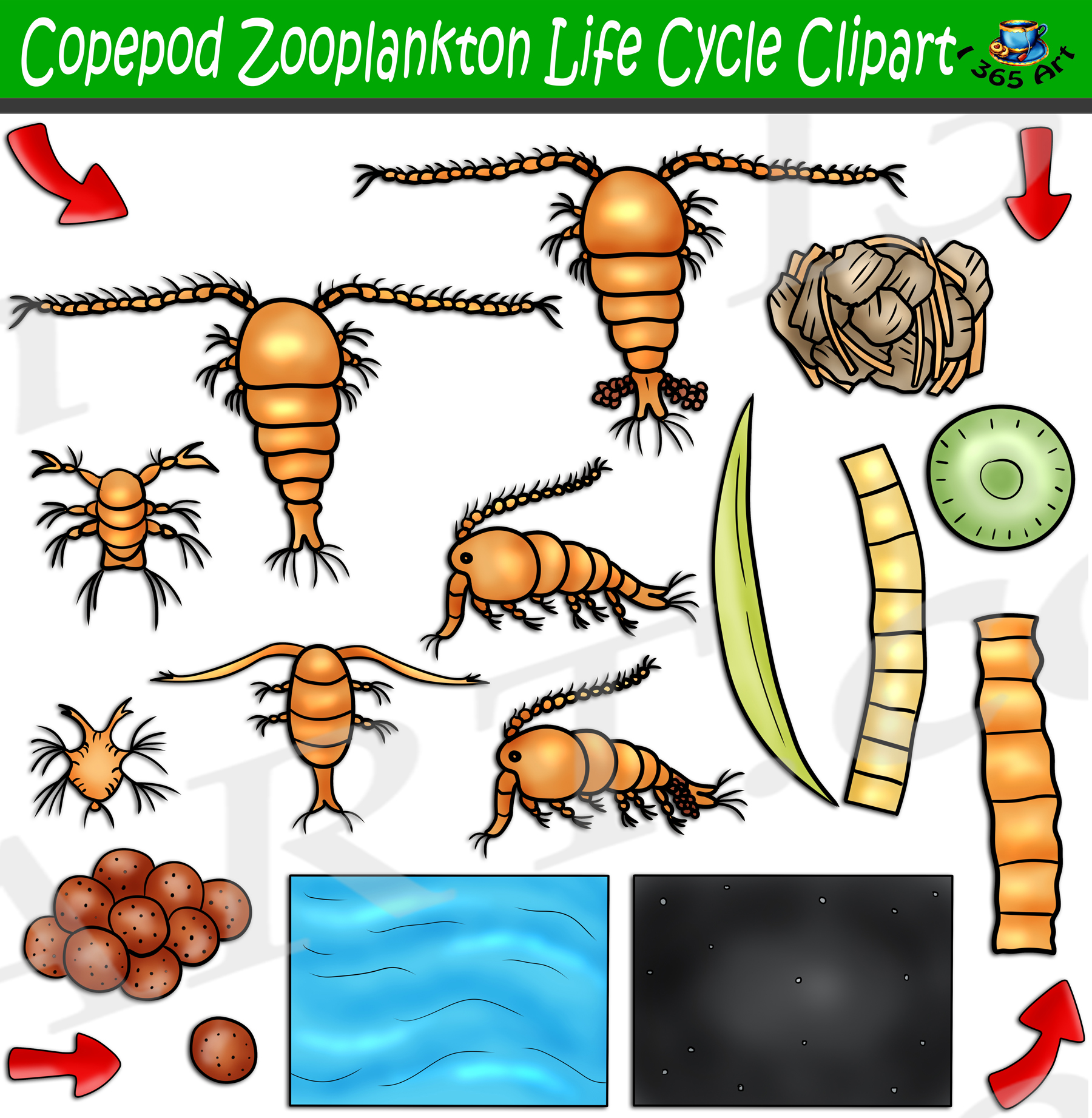 Copepod Zooplankton Life Cycle Clipart