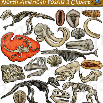North American Fossils Clipart 2