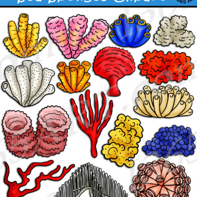 Sea Sponge Clipart
