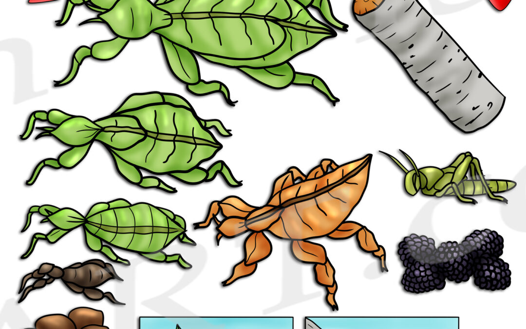 Walking Leaf Insect Life Cycle Clipart Set Download
