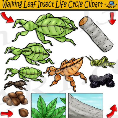 Walking Leaf Insect Life Cycle Clipart