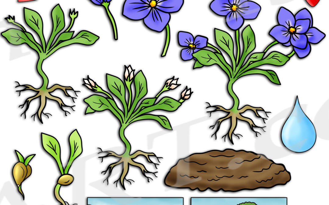 Pansy Flower Life Cycle Clipart Set Download