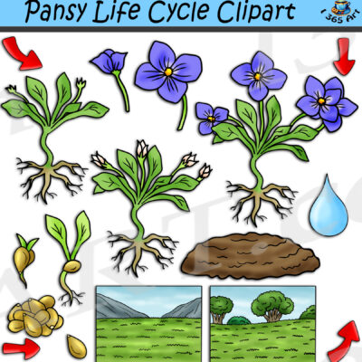 Pansy Flower Life Cycle Clipart