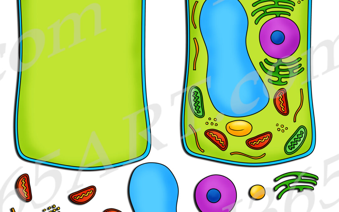Build A Plant Cell Structure Clipart Set Download