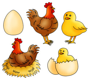 Chicken life cycle