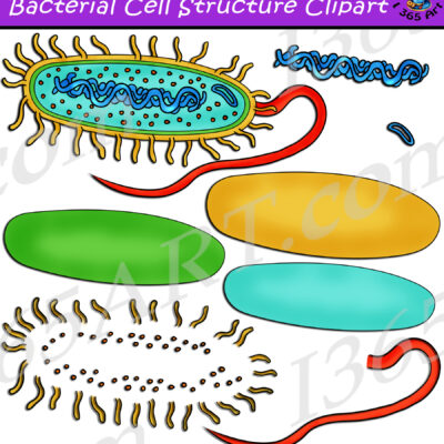 Build A Bacteria Prokaryote Cell Structure Clipart