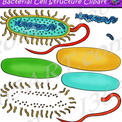 Build A Bacteria Prokaryote Cell Structure Clipart