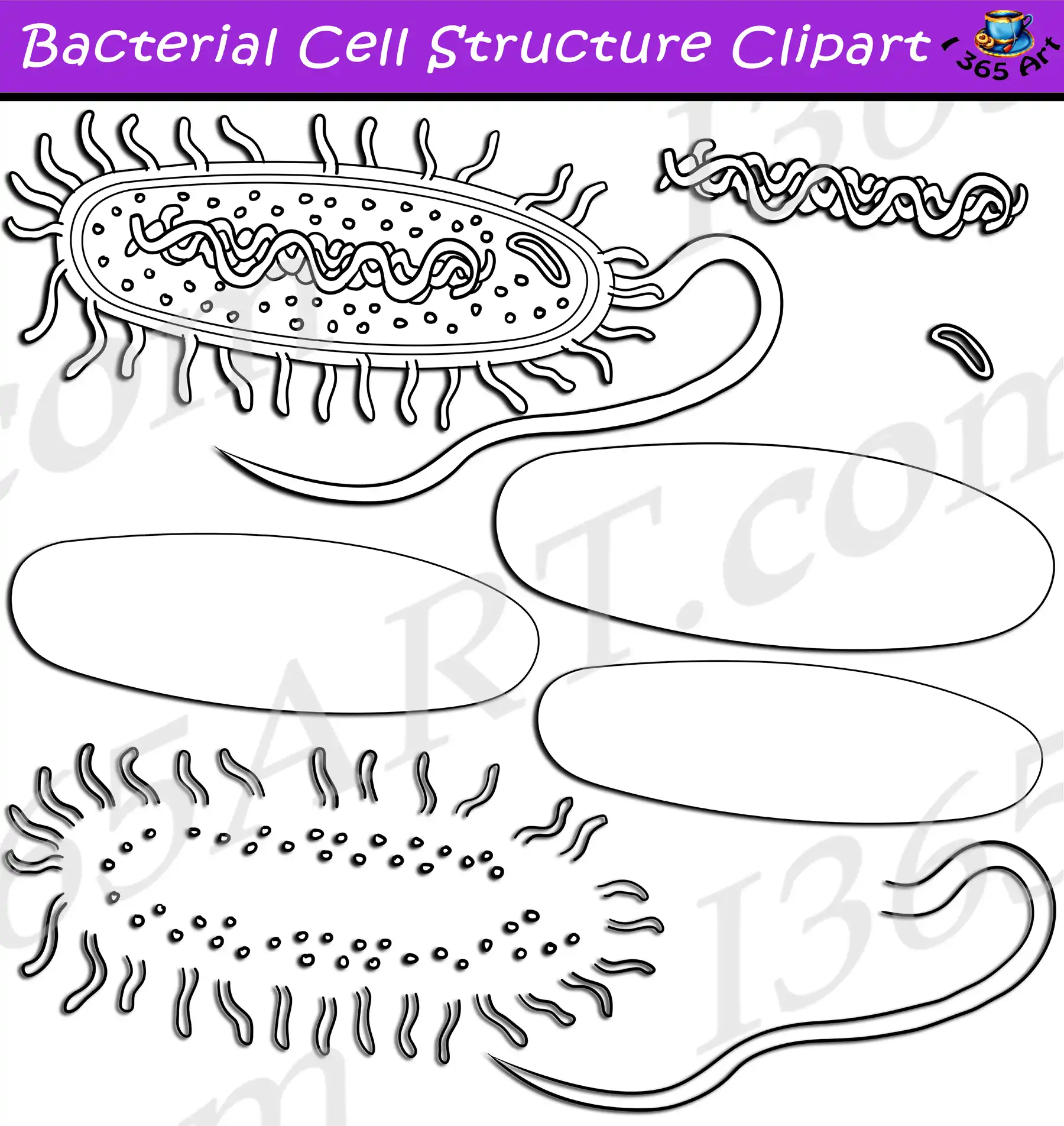 Build A Bacteria Prokaryote Cell Structure Clipart