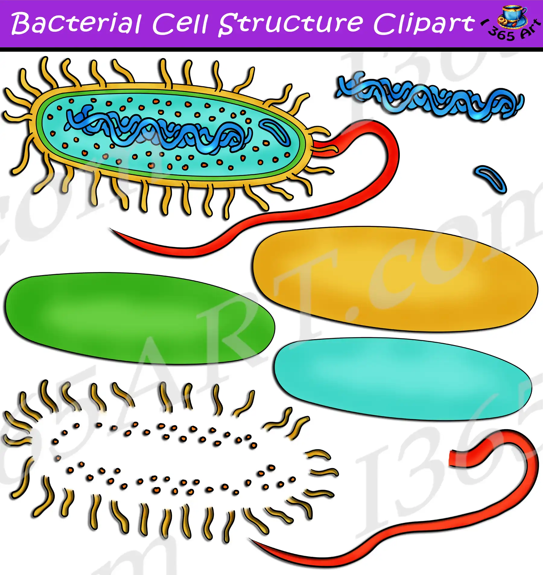 Build A Bacteria Prokaryote Cell Structure Clipart