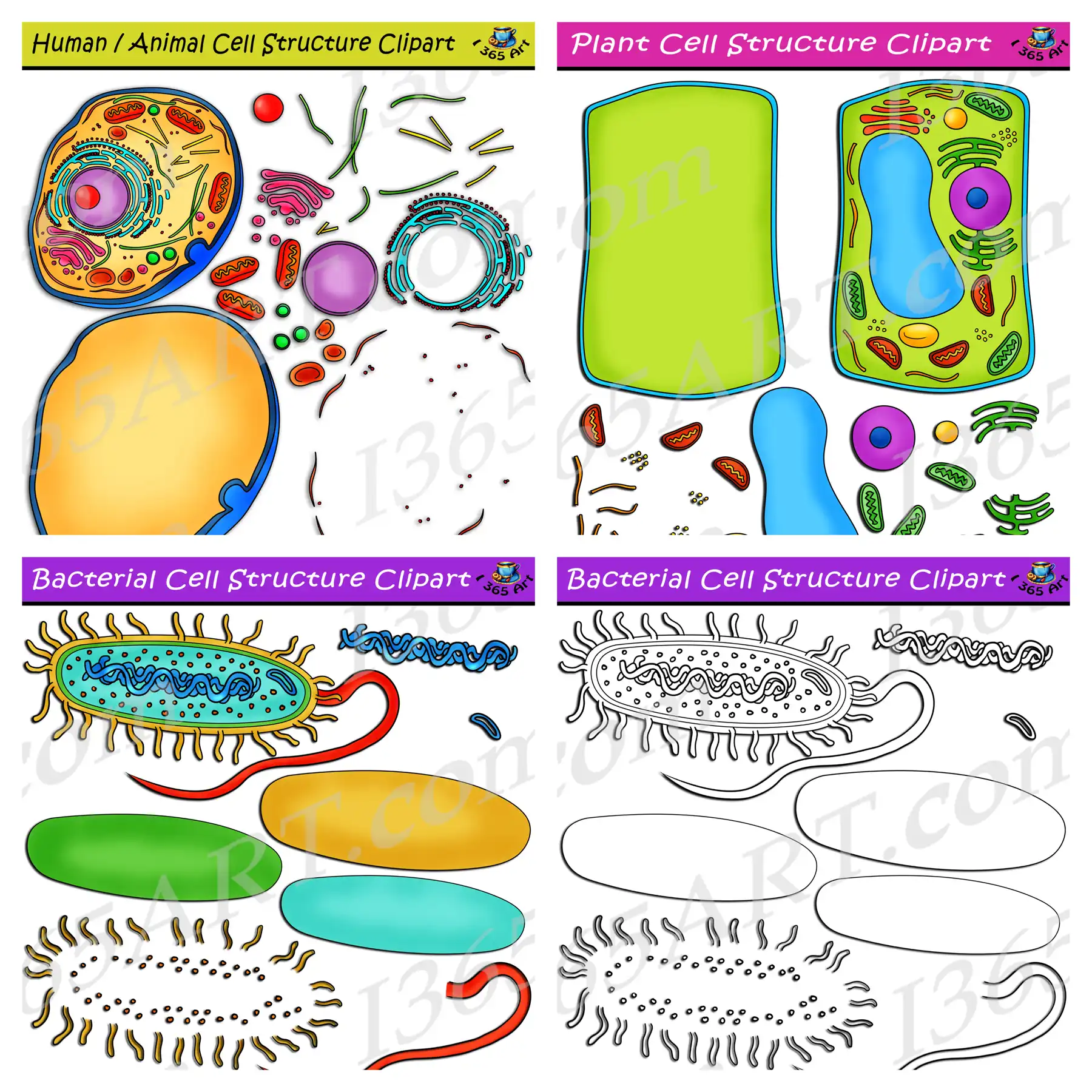 Build Cell Structure Clipart Bundle