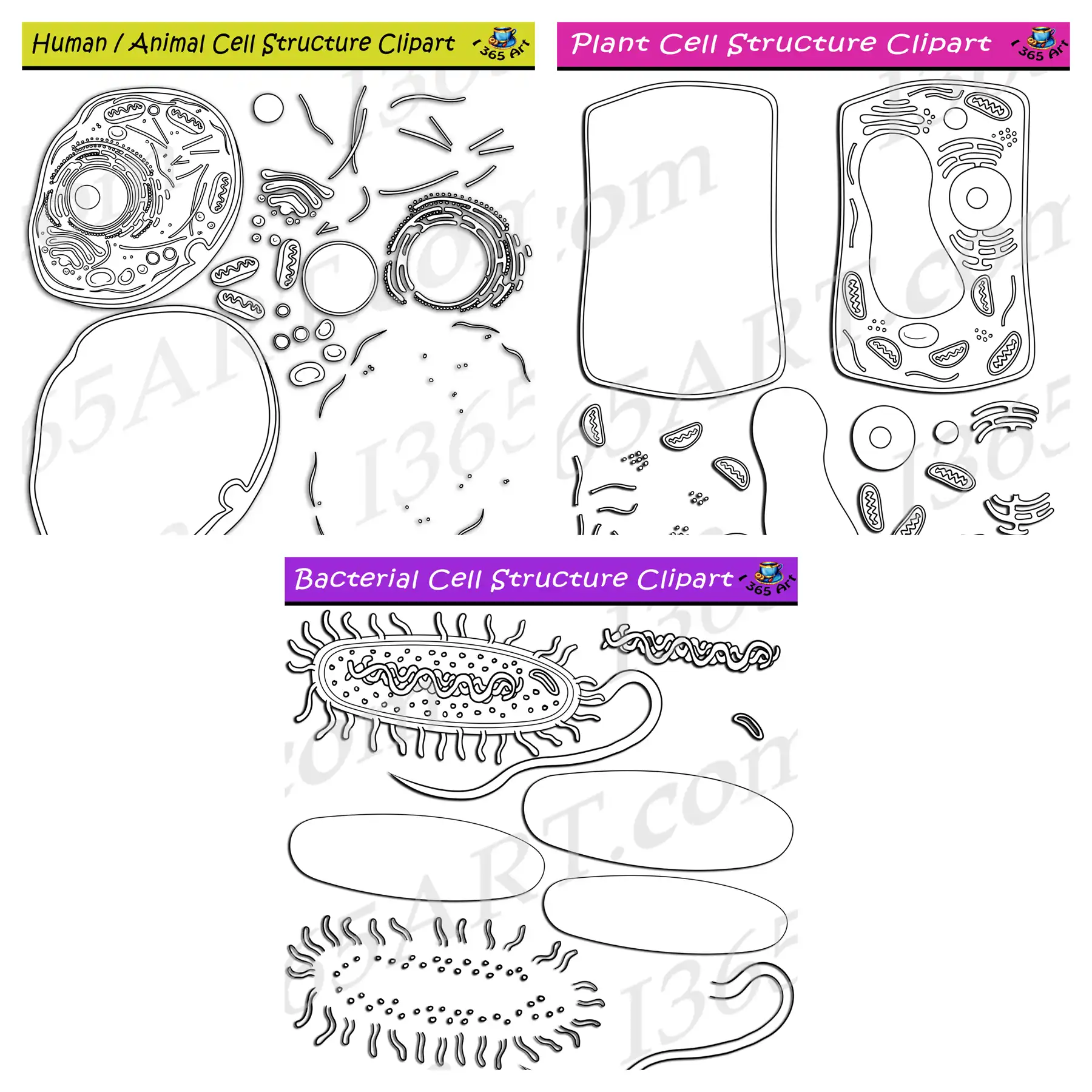 Build Cell Structure Clipart Bundle