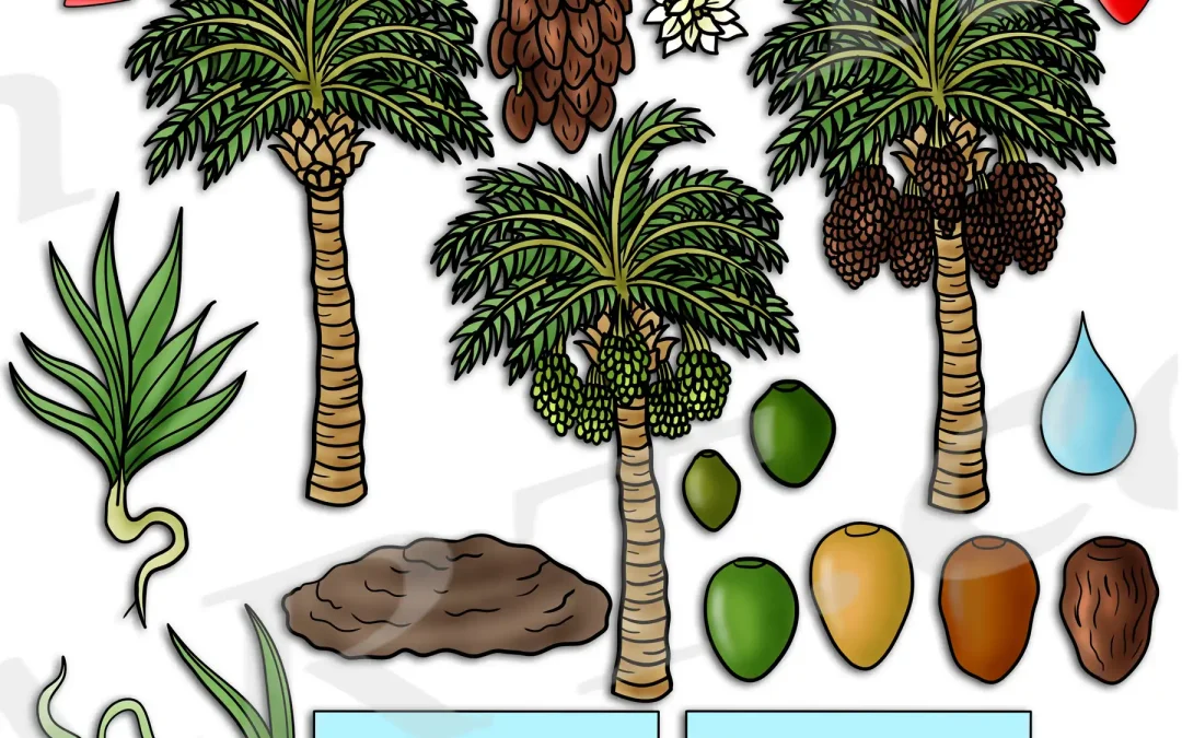 Date Palm Tree Life Cycle Clipart Set Download