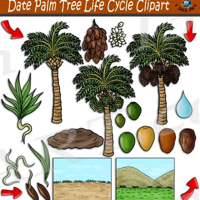 Date Palm Tree Life Cycle Clipart