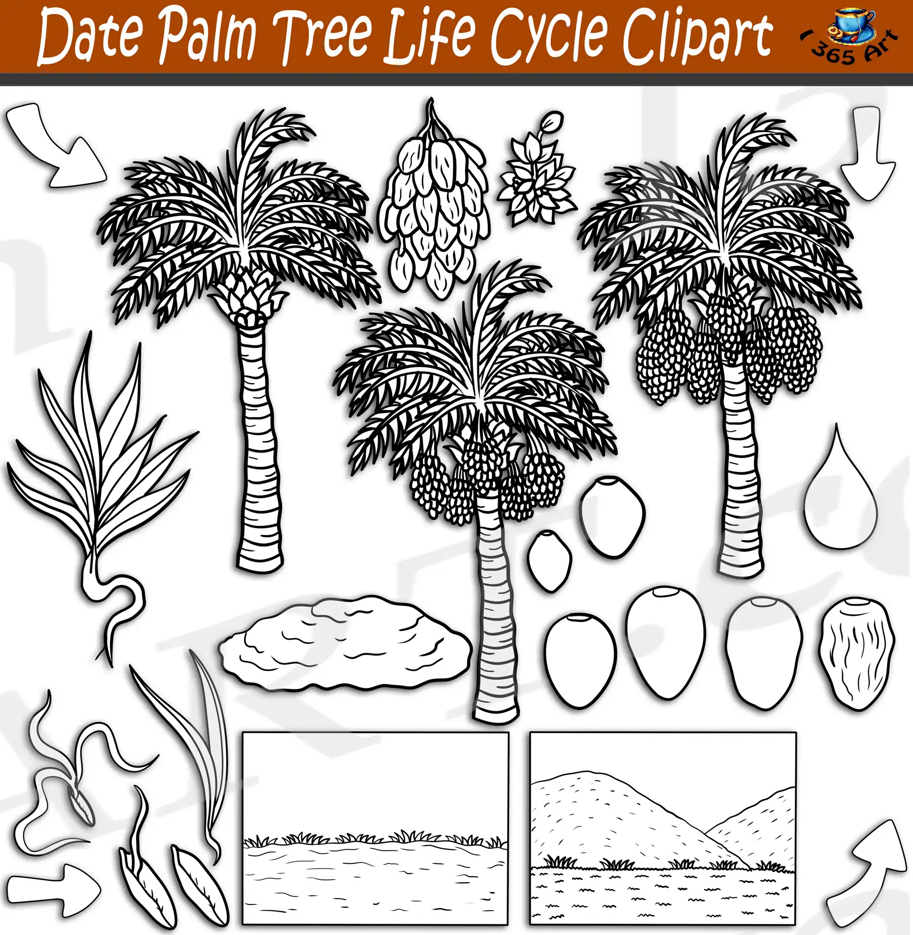 Date Palm Tree Life Cycle Clipart Set Download - Image 2