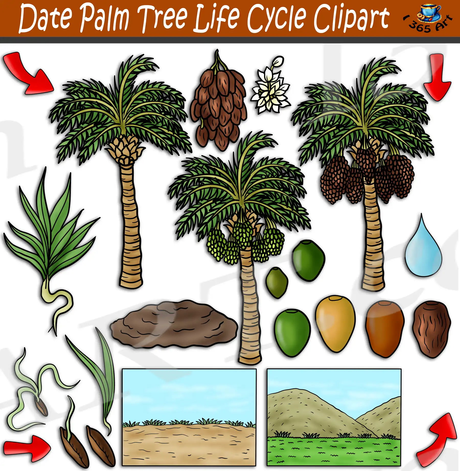 Date Palm Tree Life Cycle Clipart