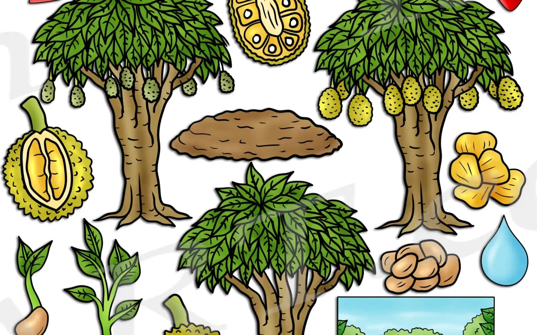 Jackfruit Tree Life Cycle Clipart Set Download