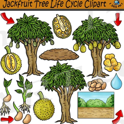 Jackfruit Tree Life Cycle Clipart