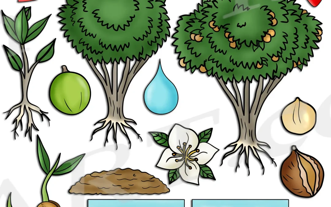 Macadamia Nut Tree Life Cycle Clipart Set Download
