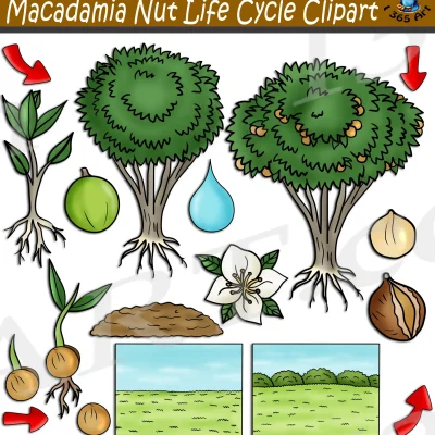 Macadamia Nut Tree Life Cycle Clipart