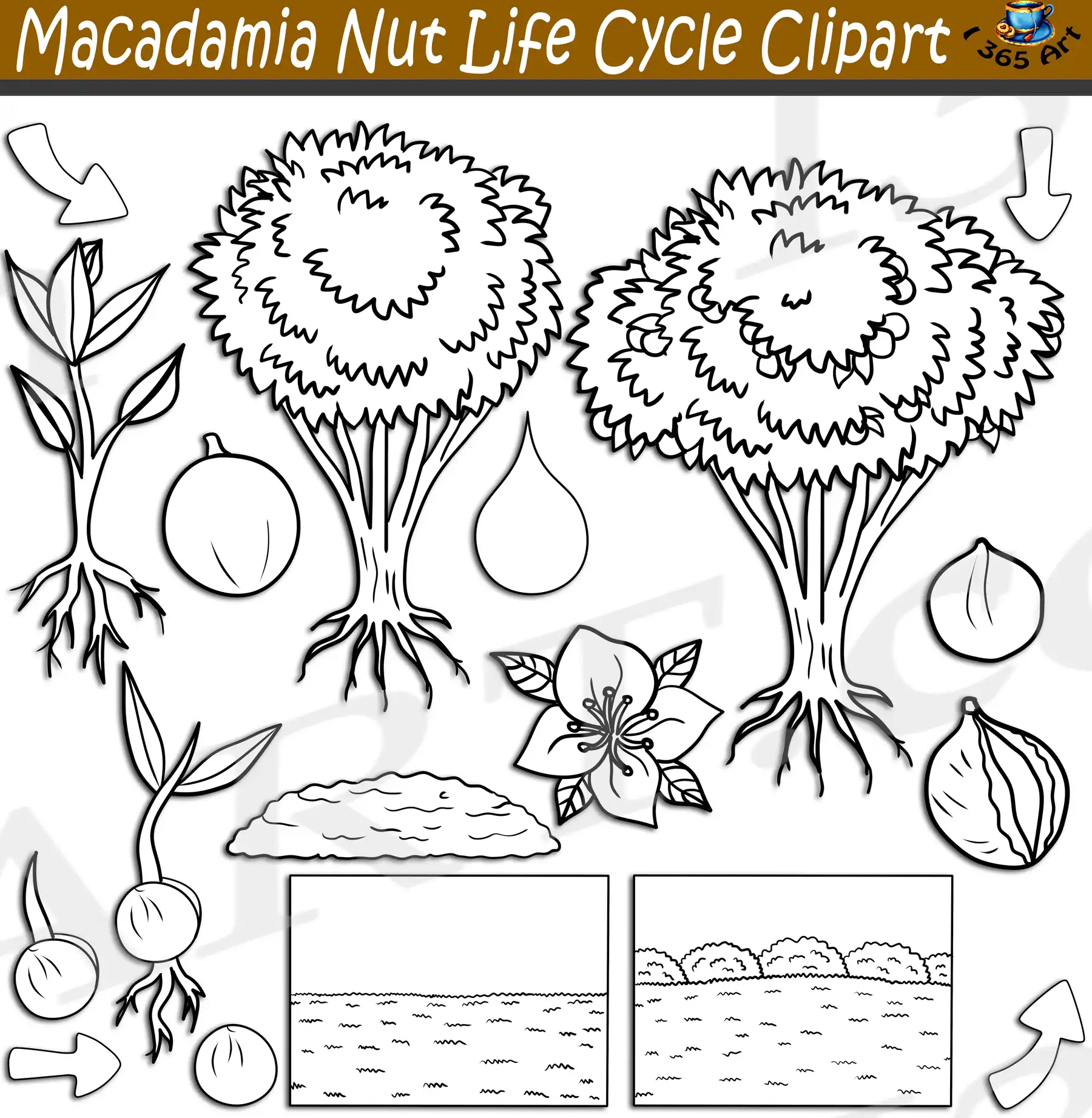 Macadamia Nut Tree Life Cycle Clipart