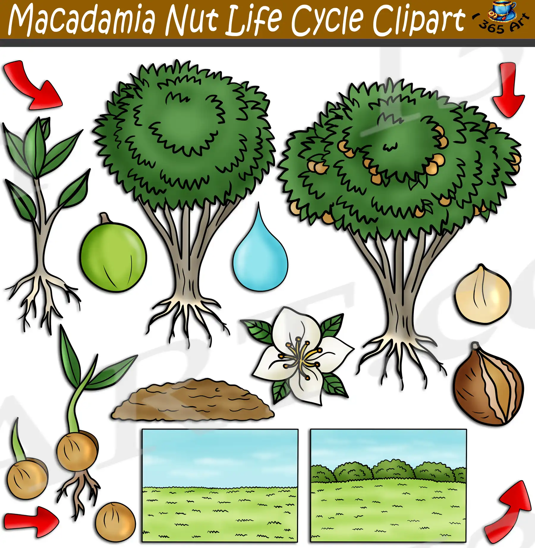 Macadamia Nut Tree Life Cycle Clipart