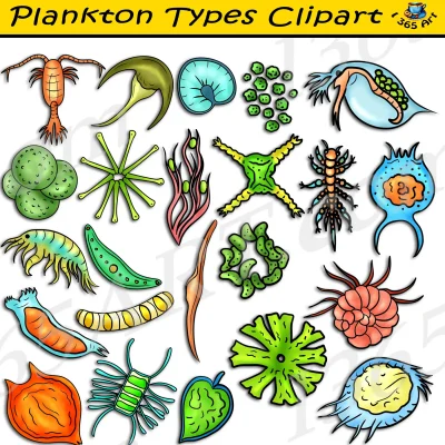 Plankton & Zooplankton Types Clipart