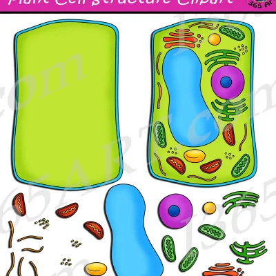 Build A Plant Cell Structure Clipart